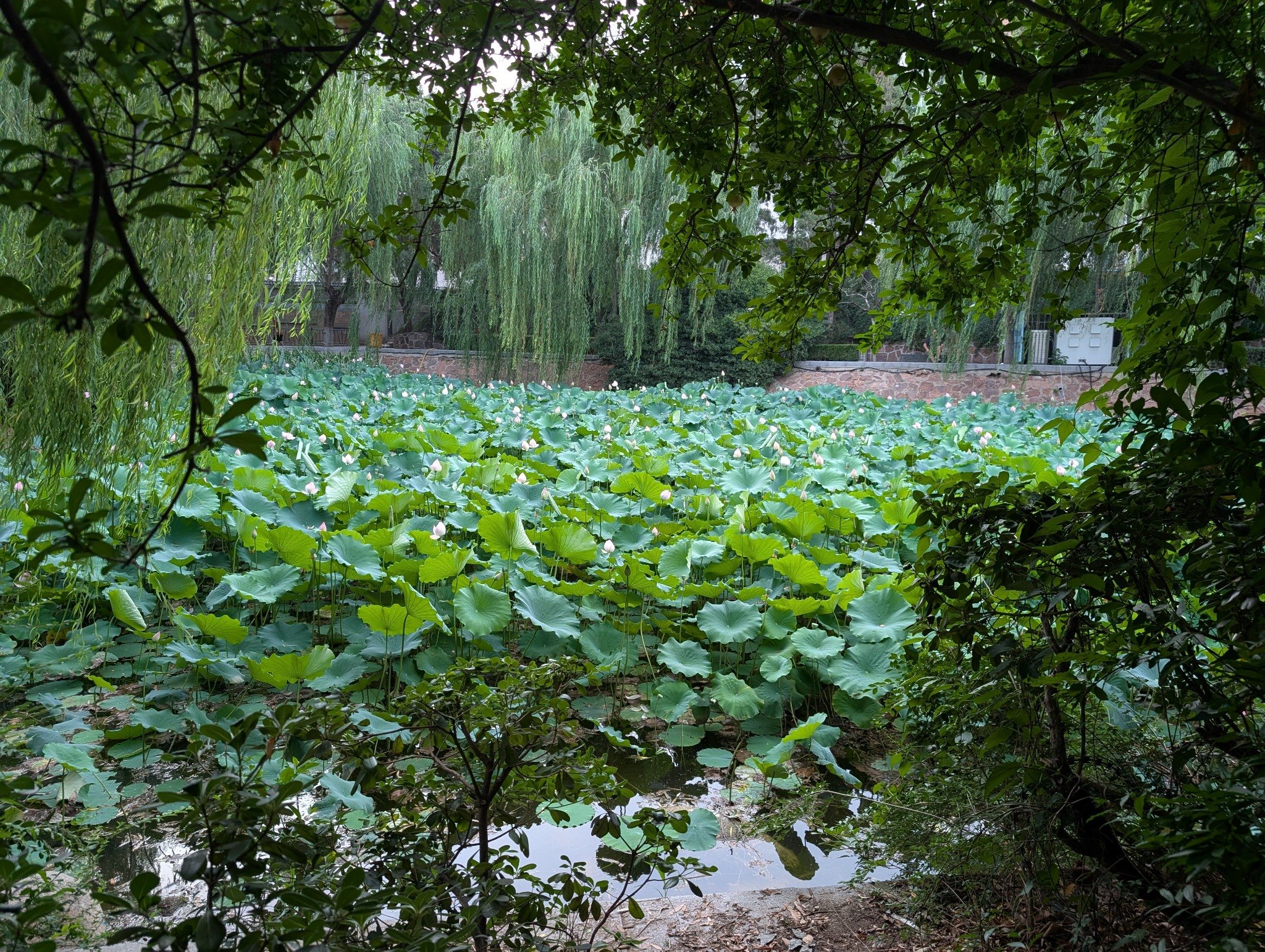 Lotus pond and willow trees in Zhengzhou
